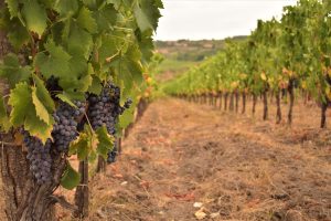 Tuscany wine 